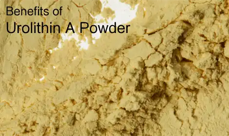 The Health Benefits of Urolithin A Powder